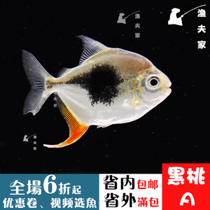 南美热带观赏鱼活体黑桃a银板鱼中小型淡水宠物鱼龙虎鱼混养黑桃a