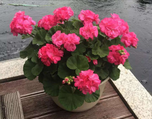 天竺葵 重彩小天使