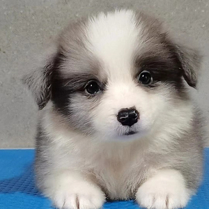 纯种边境牧羊犬幼犬七白三通陨石边牧幼犬家养宠物狗狗边牧犬训练