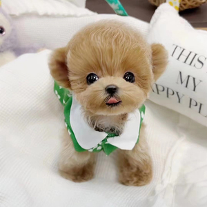 纯种香槟泰迪幼犬长不大茶杯犬灰色泰迪狗小型宠物狗棕色泰迪幼崽