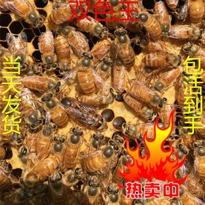 中蜂蜂王种王蜂种仓意蜂新王天柱活体开纯种大力杂交蜂群土蜂红环