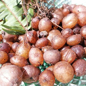 贵州野生 石黄皮 中药材500g包邮凤凰蛋蛇胆肾蕨果蜈蚣草新鲜现挖
