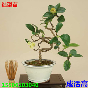 十八学士盆栽树苗 五色赤丹茶花苗 茶花盆景 造型苗 微型茶花小苗