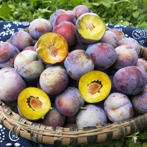 5斤顺丰包邮四川汶川脆红李脱骨李脆甜土李子樱桃李孕妇新鲜水果