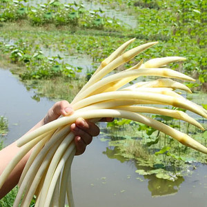 藕带苗 藕种苗 洪湖藕带白玉簪莲藕种苗盆栽池塘稻田种植荷花