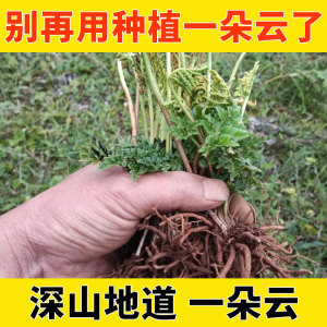 中药材一朵云中草药材小春花阴地蕨蛇不见独脚金鸡晒干货250g包邮