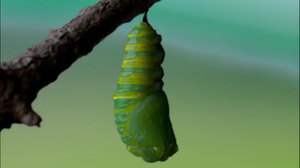 蝴蝶的生命视频素材虫子花纹破茧鲜艳蛹毛毛虫展翅进化蜕变过程