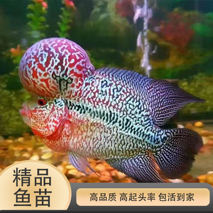 罗汉鱼苗马骝火凤凰满银古典鱼苗活体高品质精品爆头罗汉鱼观赏鱼