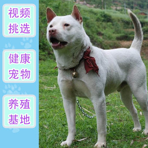 下司犬纯种贵州