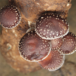 重庆新鲜九月香菌-淘宝拼多多热销重庆新鲜九月香菌货源拿货