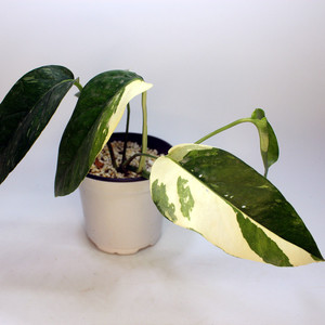 包邮麒麟尾锦龟背竹epipremnum pinnatum variegated室内绿植白龟