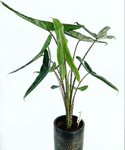 网纹海芋暗黑虎斑alocasia reticulata瑞提克雷海芋稀有进口