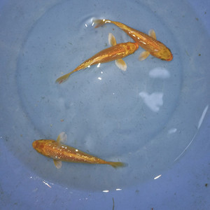 闪鳞锦鲤鱼冷水观赏鱼风水鱼大型鱼红白三色黄金包邮锦鲤鱼活体