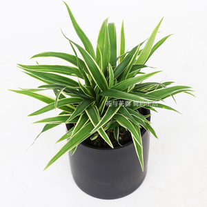 花与花器 吉祥草盆栽绿植 银边草吊兰 北欧日系室内净化空气植物