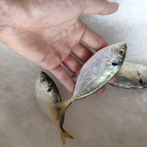 湛江结尾鱼海鱼小鱼鲜美海鲜鲜活水产新鲜冰鲜生鲜结尾鱼煮汤好喝