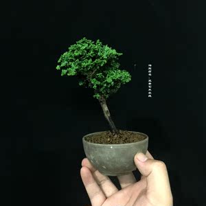 石化桧盆景