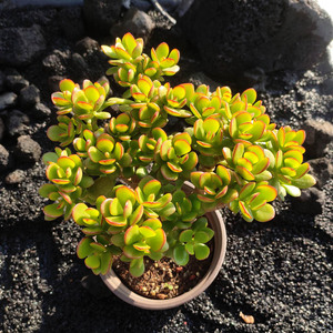 小叶玉树 姬红花月 多肉植物树型小老桩古典花园云南货