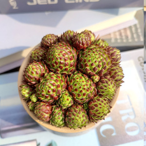 复活节彩蛋 新品长生草系列多肉植物阳台楼顶绿植 整盆发货