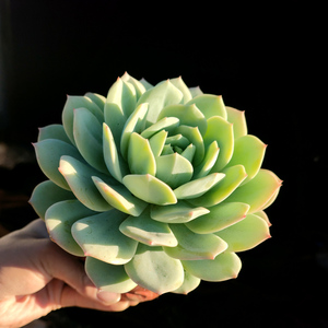 【韩国进口多肉植物】韩国进口多肉植物品牌,价格 - 阿里巴巴