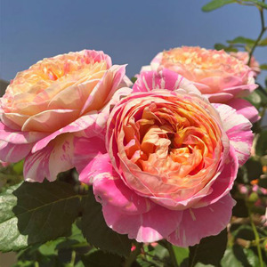 月季花薄荷冻糕