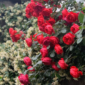 2002年德国Florentina红色爬藤本佛罗伦蒂娜萨香耐寒热院子种多花