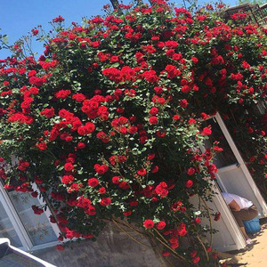 2002年德国florentina红色爬藤本佛罗伦萨蒂娜多花香耐寒热别墅花