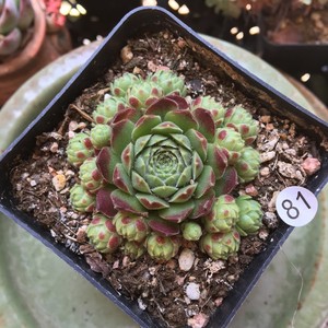 多肉植物爱德华长生草群生多头一物一拍带塑料盆栽好阳台庭院盆景