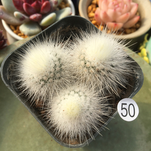 白小町仙人球群生多头雪白球体开花美观易养防辐射办公室桌面植物