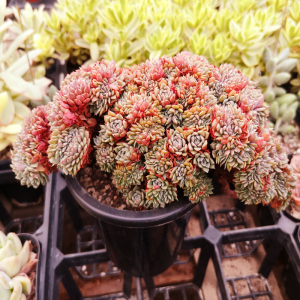 纸风车带桩老桩多肉植物 奶油黄桃景天科窗台趣味美观办公桌肉肉