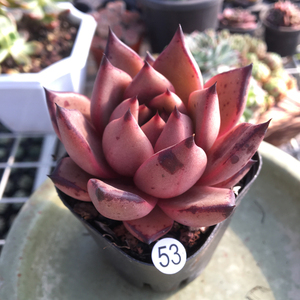 酷苏多肉植物又名 kusu 多肉叶片厚实血斑好看的品种肉肉多肉组合