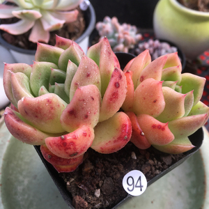 红玉多肉一物一拍冬云系办公桌阳台多肉植物组合盆栽多肉植物盆栽
