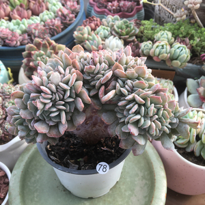 滨海缀化多肉植物 美观趣味肉肉 室内阳台花卉盆栽 一物一拍 奇趣