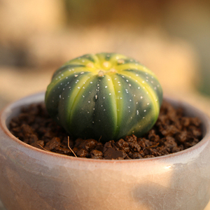 多肉植物西瓜球将军阁 优仙人星兜球 栾凤玉将军阁紫皮兜美观绿植