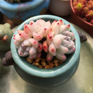 如梦令多肉植物 一物一拍 办公室阳台室内植物组合盆栽萌肉肉盆栽