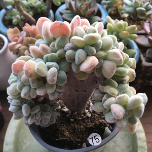 雪晃星缀化多肉植物一物一拍萌肉肉办公室组合防辐射室内桌面盆栽