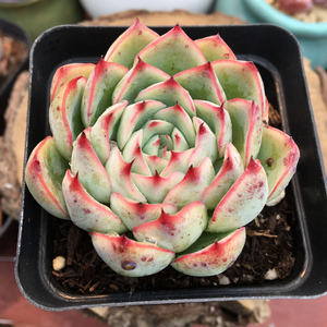 艳姬 多肉植物 新品种 贵货 肉肉绿植组合盆栽花卉萌肉肉梦露园艺