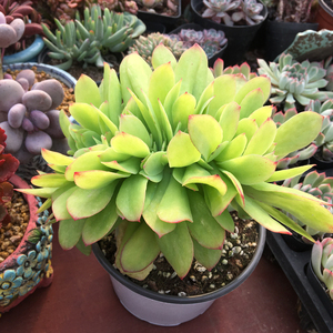 多肉植物柠檬卷多头多肉老桩柠檬卷缀化多肉老桩群生多头肉肉盆栽