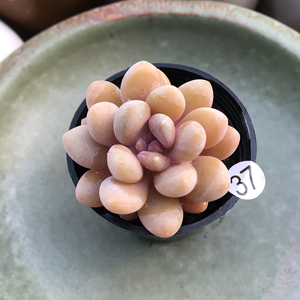 多肉植物美人指