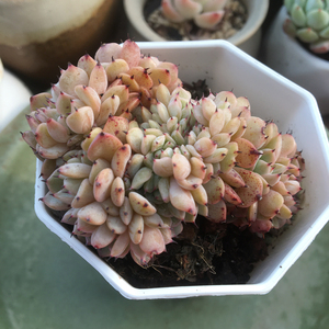 沙罗姬牡丹多肉