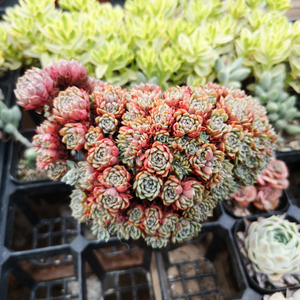 纸风车多肉植物多头老桩多头群生办公室桌面肉肉组合盆栽绿植花卉