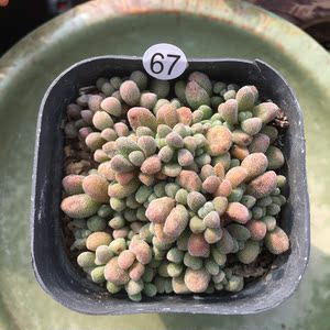 康兔子多肉植物 一物一拍美观趣味奇趣盆栽肉肉室内花卉康平兔子