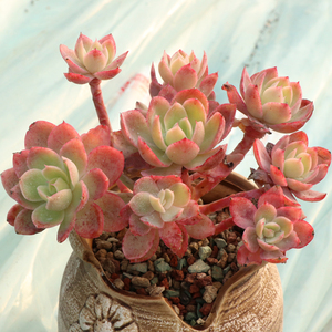 丝绸面纱多头多肉植物红鹤多肉老桩群生一物一拍梦露园艺满额包邮