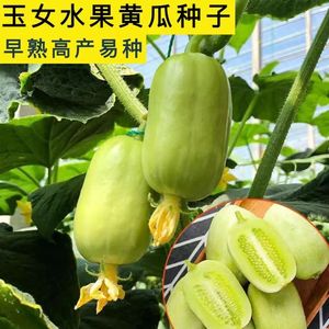 玉女水果黄瓜种子脆甜拇指小黄瓜种籽四季秋阳台盆栽易种蔬菜种孑