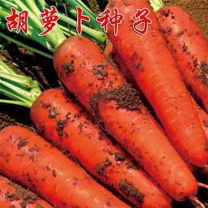 胡萝卜种子农家高产萝卜籽四季阳台夏秋季易播种胡萝卜籽蔬菜种孑