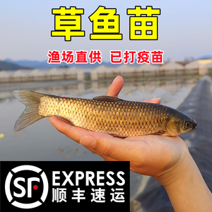 草鱼苗特大一斤半草鱼苗批发淡水养殖食用脆肉皖鱼好养小鱼苗活鱼