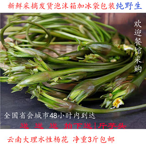 海菜花 云南特产大理洱海水性杨花新鲜蔬菜现摘丽江泸沽湖海菜花