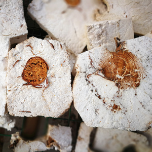 云南野生茯神 白茯苓 云茯苓片 茯苓丁 块 可磨粉 无硫 500g 包邮