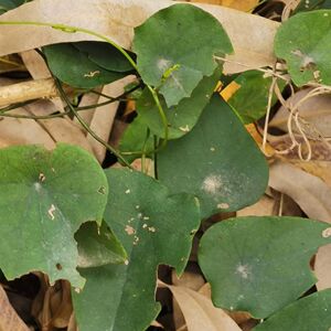 粪箕笃生草药 田鸡草 千金藤500g包邮