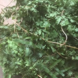 大叶金沙藤草药海金沙 金沙藤 打石藤新鲜500克