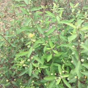 生草药黄花稔索血草山鸡拔毒散脓见消单鞭救主 500g